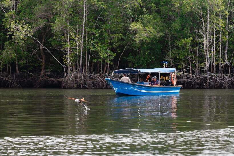 Langkawi Tanjung Rhu Mangrove Private Boat Tour 2 Hours - The 2-Hour Boat Ride: Wildlife, Calm Water, and Better Photo Timing