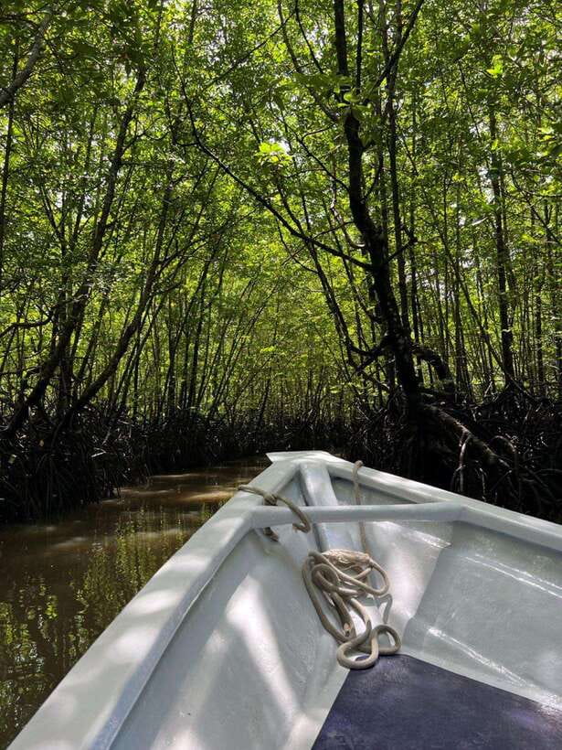 Langkawi: UNESCO Global Geopark Mangrove Cruise - Mangroves, limestone, and the UNESCO Geopark link you can actually feel