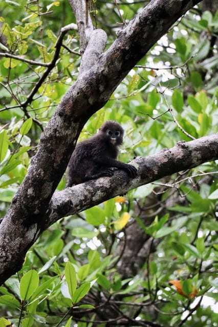 Langkawi: UNESCO Global Geopark Mangrove Cruise - Guides and captains: what small groups do better