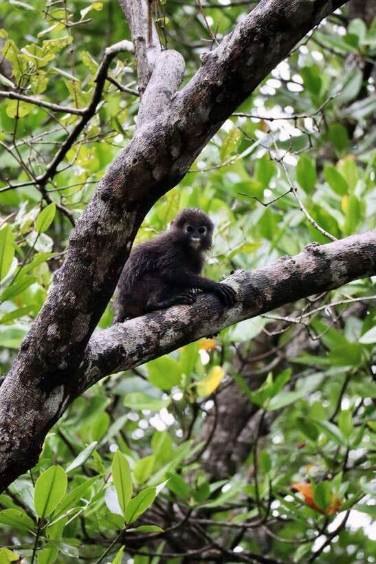 Langkawi: UNESCO Global Geopark Mangrove Cruise - Two hours on a long-tail boat, where speed is not the point