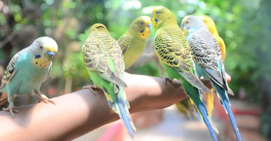 Langkawi: Wildlife Park Admission Ticket - Key things to know before you go