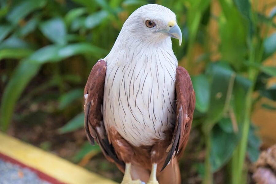 Langkawi: Wildlife Park Admission Ticket - The tropical gardens loop: flamingos, mouse-deer, and auricle foxes