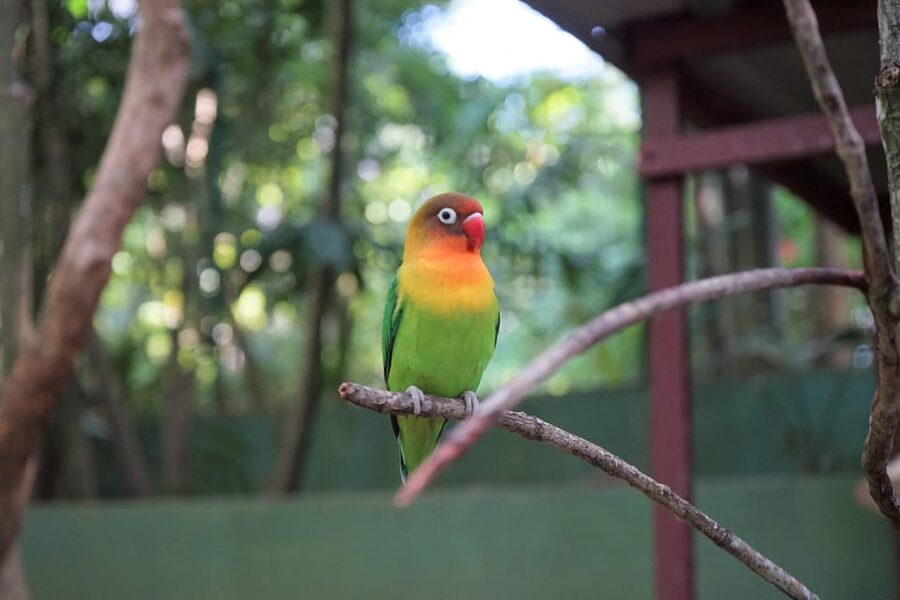 Langkawi: Wildlife Park Admission Ticket - Aviary time with parrots and hornbills