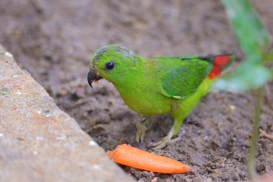 Langkawi: Wildlife Park Admission Ticket - Close encounters you can actually feel: emus, pelicans, koi, and more