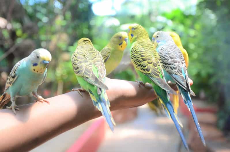 Langkawi: Wildlife Park Admission Ticket - Feeding sessions, the 10RM basket tip, and how to time it