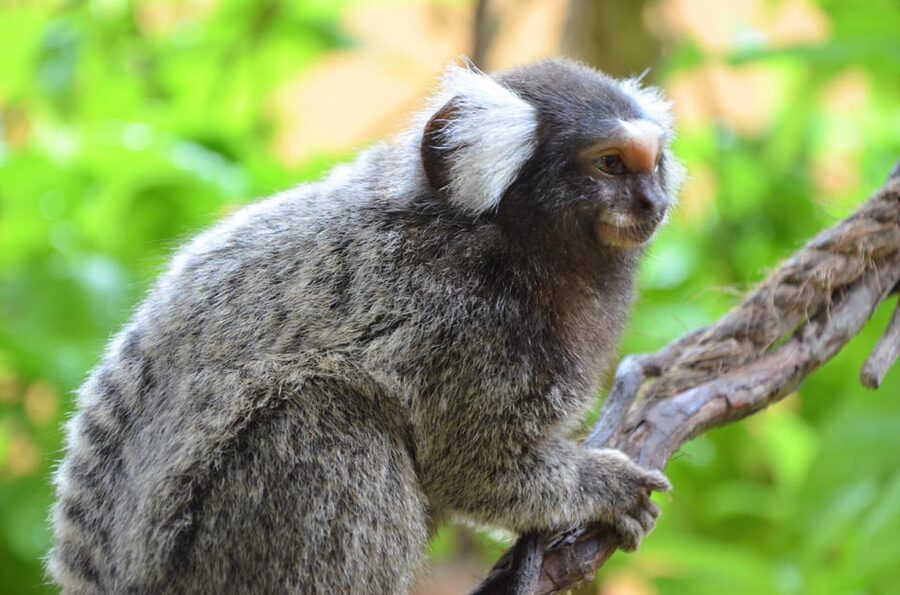 Langkawi: Wildlife Park Admission Ticket - Operating hours, last entry, and how long to budget