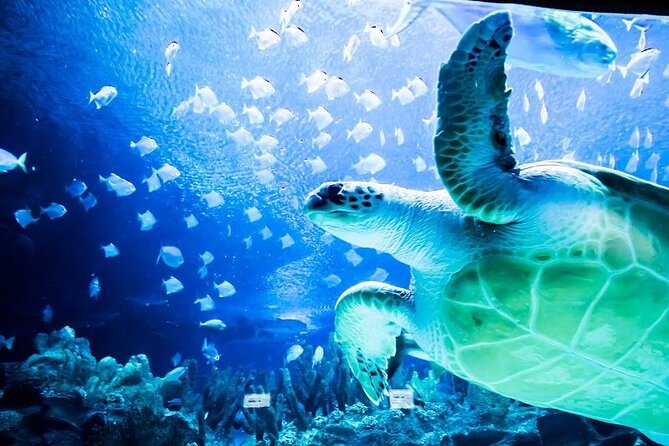 Malaysia: Aquaria KLCC Entry Ticket - The KLCC entrance setup: where your day starts