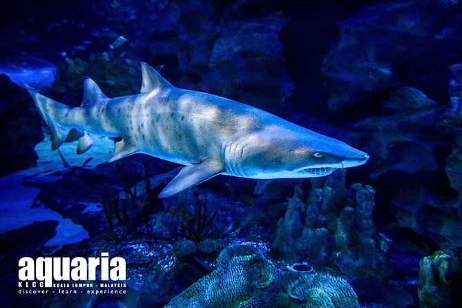 Malaysia: Aquaria KLCC Entry Ticket - Malaysia’s huge saltwater tank: what to expect after the tunnel