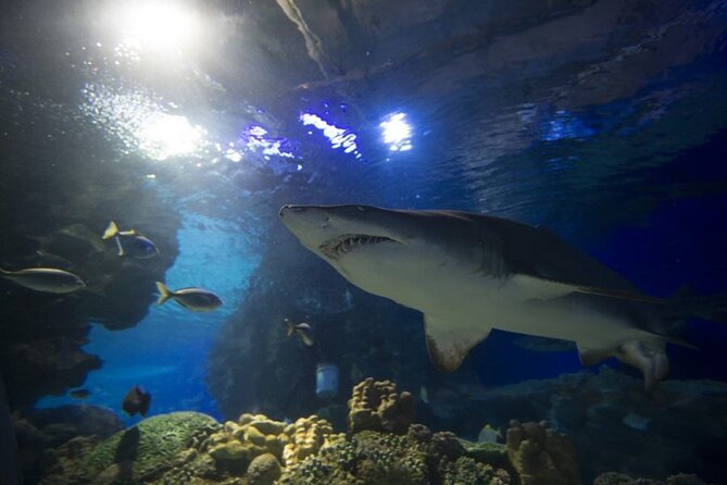 Malaysia: Aquaria KLCC Entry Ticket - Ticket value: is $18.52 per person a good deal?