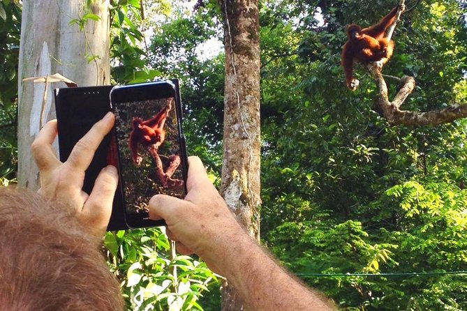 Marvellous Creature Orangutan : Sarawak Semenggoh Wildlife Centre Tour - The Orangutan Story Behind the Trees, Rangers and Rehab Success