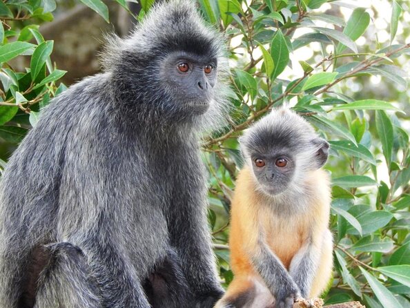 Monkey Hill, Eagle and Firefly Tour - From Kuala Lumpur to Kuala Selangor, starting at 3:00 pm