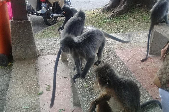 Monkey Hill, Eagle &Firefly Tour+Free Batu Caves Visit.(Per Car) - The Best Part: A Clear Plan From Late Afternoon to Night Lights