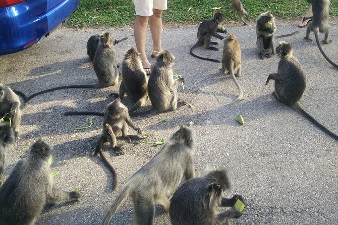 Monkey Hill, Eagle &Firefly Tour+Free Batu Caves Visit.(Per Car) - Seafood Dinner Stop: Plan for Extra Spending