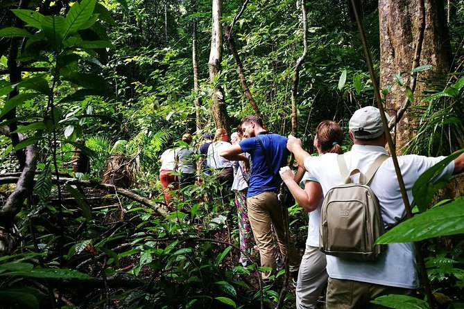 Morning Rainforest Walking from Langkawi - The Lowland Rainforest Lesson You’ll Actually Use