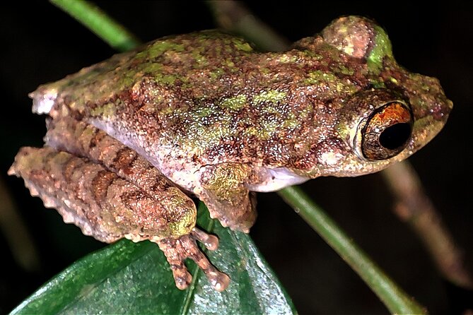 Night Froggy Adventure at Kubah National Park - Why Kubah National Park at Night Feels Like Another World