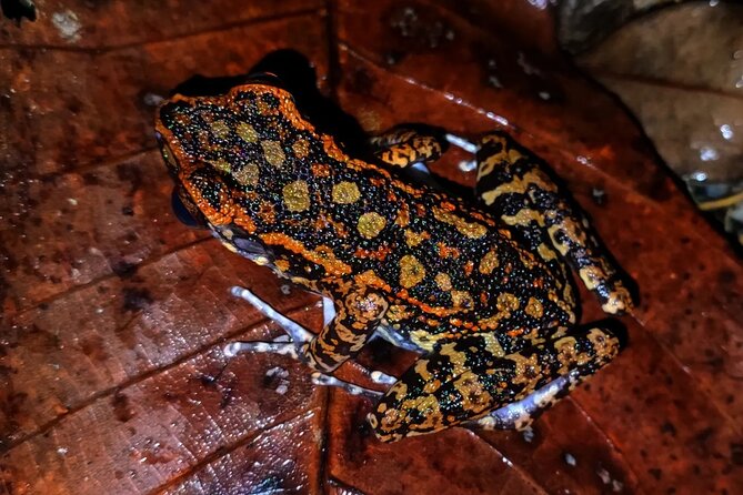 Night Froggy Adventure at Kubah National Park - Getting From Kuching, 5:30 pm Start, and the Pace of the Evening
