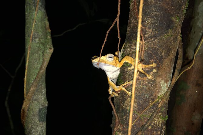 Night Frogs Tour at Kubah National Park - Key highlights to know before you go