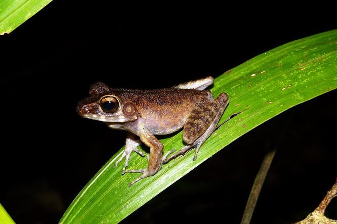 Night Frogs Tour at Kubah National Park - Kubah National Park after dark: why 6 pm matters for frogs