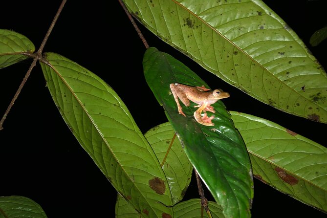 Night Frogs Tour at Kubah National Park - The night walk in Kubah: streams, a natural frog pond, and a boardwalk