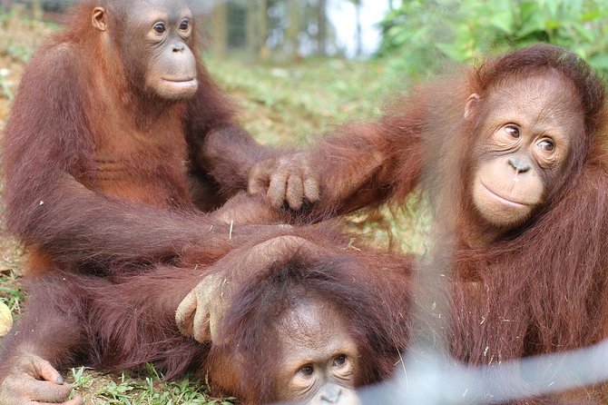 Orang Utan Island and Perak Tong Cave From Kuala Lumpur - A Long Day From Kuala Lumpur, and How to Make It Comfortable