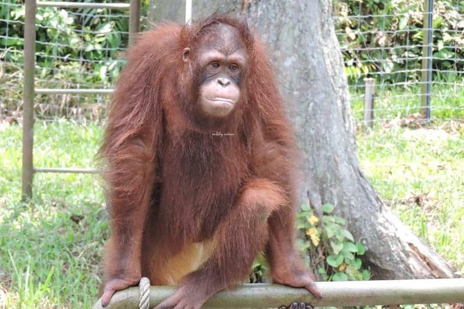 Orang Utan Island and Perak Tong Cave Temple Day Tour from Kuala Lumpur - Perak Tong Cave Temple: Golden Buddha and Myth Murals