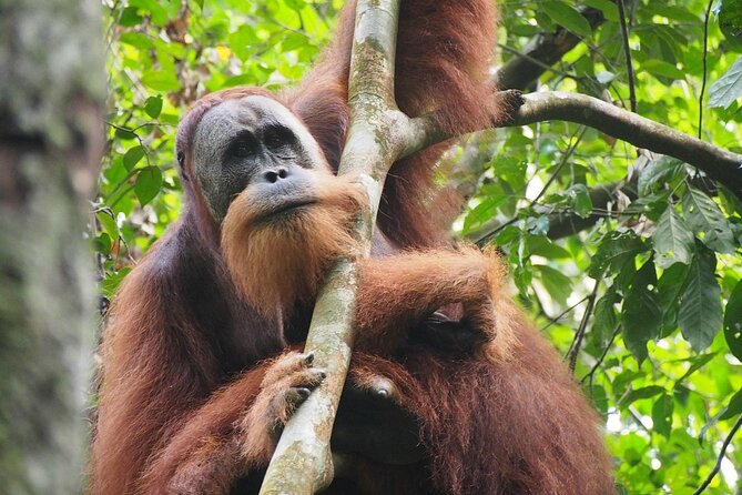 Orang Utan Island and Perak Tong Cave Temple Day Tour from Kuala Lumpur - Lunch and Comfort: How to Make the Day Feel Less Long