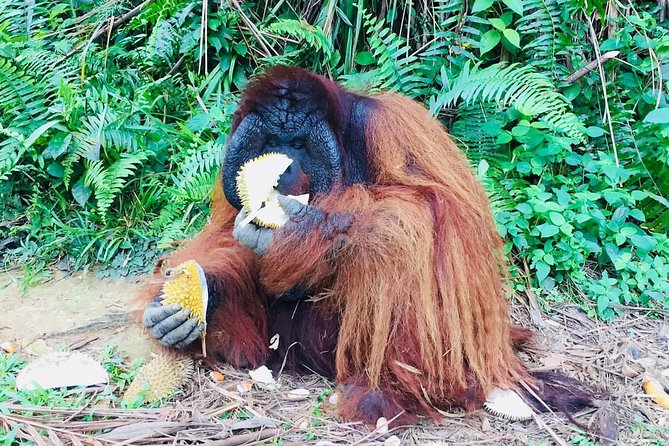 Orang Utan Island and Perak Tong Cave Temple Day Tour from Kuala Lumpur - Price and Value: Is $132 a Good Deal?