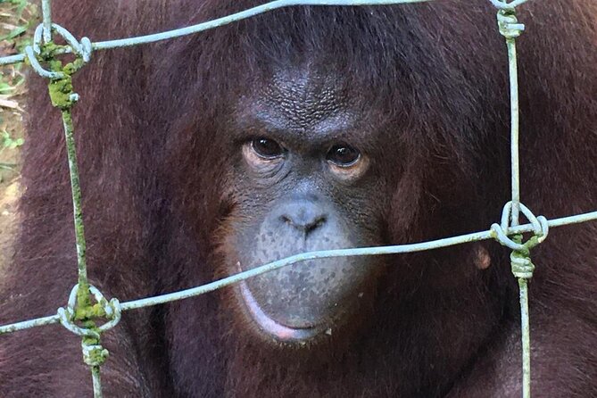 Orang Utan Island Day Tour - Sam Poh Tong Temple: limestone caves and the big step count