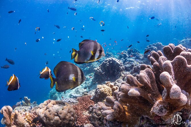 PADI Advanced Open Water Course Kota Kinabalu - Where you meet, how the day runs, and why the timing matters