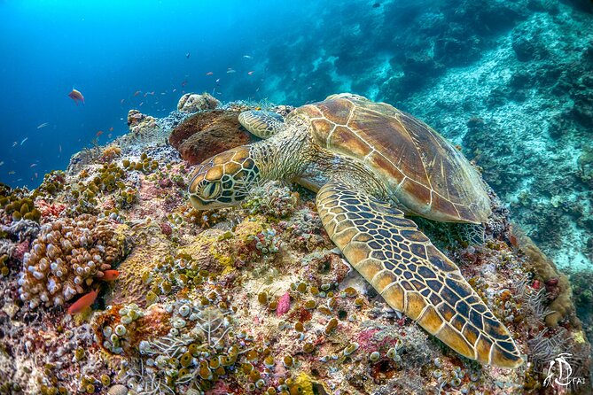 PADI Advanced Open Water Course Kota Kinabalu - The water, the boat, and what you might see off Kota Kinabalu