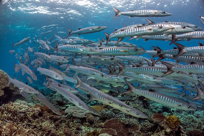 PADI Advanced Open Water Course Kota Kinabalu - Price and what you actually get for $407.34