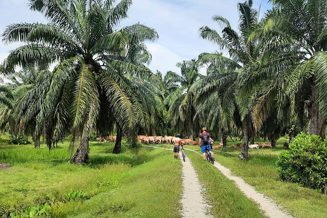 Penang Countryside Cycling Tour. PPA2 by Matahari - Riding past hamlets to the goat farm stop