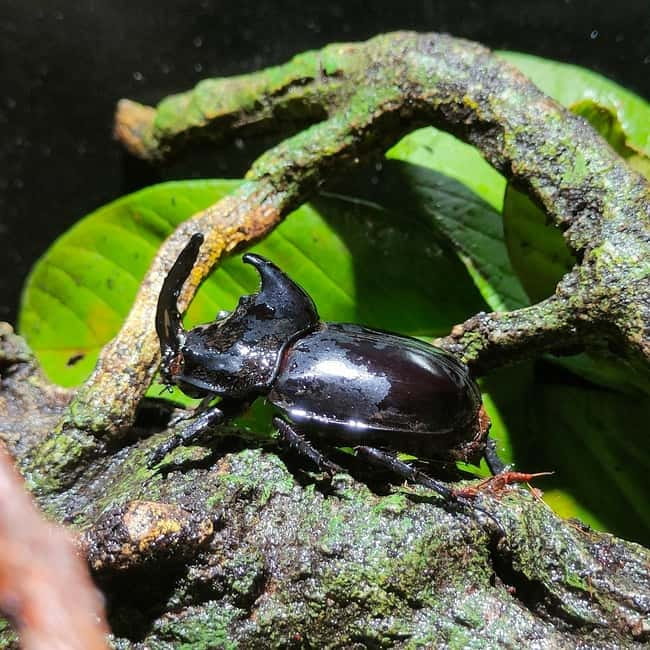 Penang: Entopia General Admission Tickets - First stop: redeeming Entopia general admission in Teluk Bahang