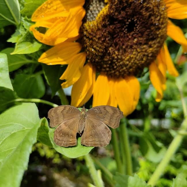 Penang: Entopia General Admission Tickets - Educational zones you can plan around: bug exploration, learning lab, and Thai water garden