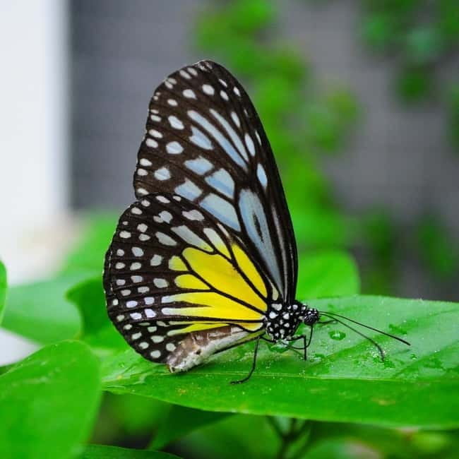 Penang: Entopia General Admission Tickets - Biodiversity at this scale: 150 fauna species and 200 flora species