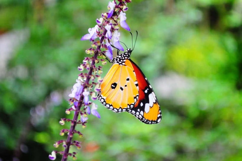 Penang: Entopia General Admission Tickets - Natureland outdoor garden, where insects and butterflies share the path