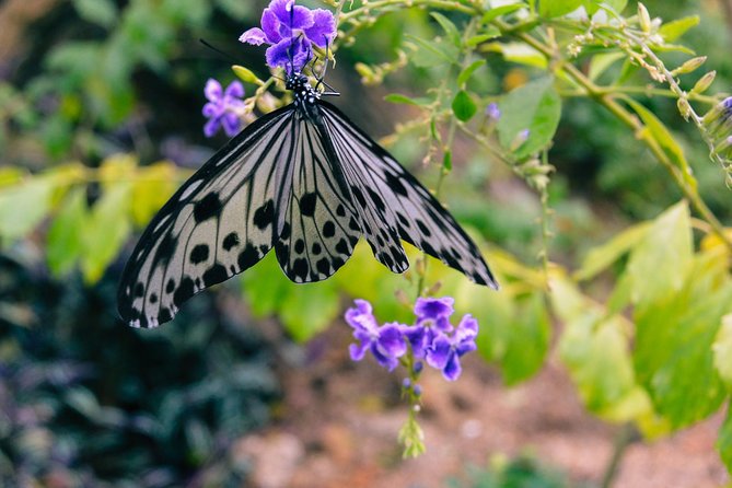 Penang Round Island Tour With Tropical Spice Garden & Entopia Butterfly Farm - Key highlights worth your attention