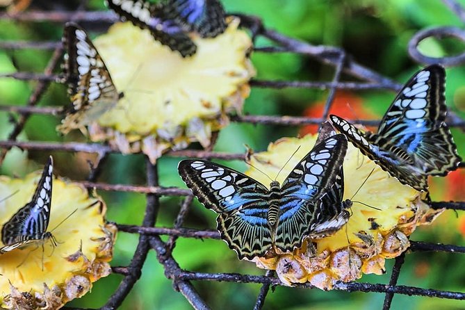 Penang Round Island Tour With Tropical Spice Garden & Entopia Butterfly Farm - Stop 3: Tropical Spice Garden with 500+ Species in One Hour