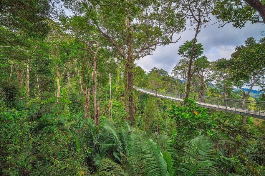 Penang: The Habitat Penang Hill Entry Ticket - The Habitat Penang Hill: what it feels like 800 meters above George Town