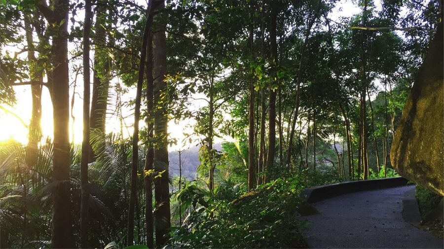 Penang: The Habitat Penang Hill Entry Ticket - Entering the rainforest: where the best parts start to happen
