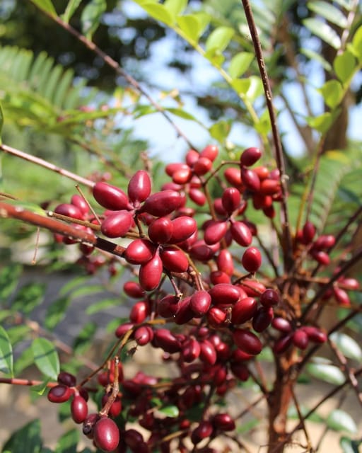 Penang: Tropical Fruit Farm Ticket - Teluk Bahang’s hillside orchard, 800 feet up