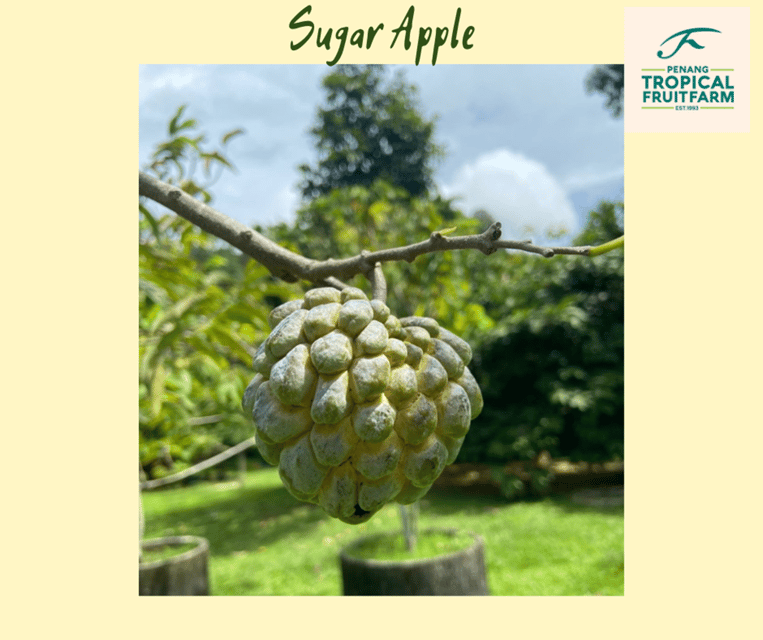 Penang: Tropical Fruit Farm Ticket - Fruit enzyme, tea testing, and what you’re actually learning