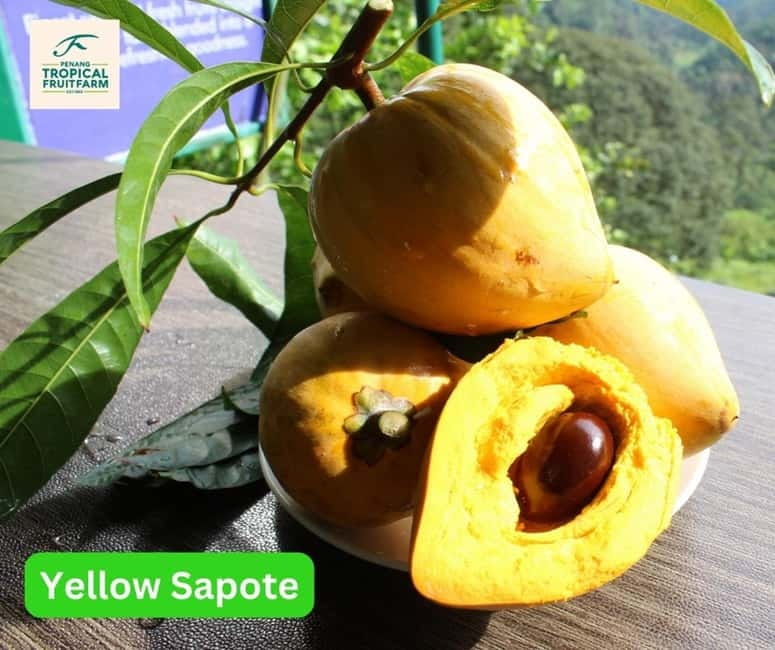 Penang: Tropical Fruit Farm Ticket - Getting there in Penang: plan for taxi or Grab
