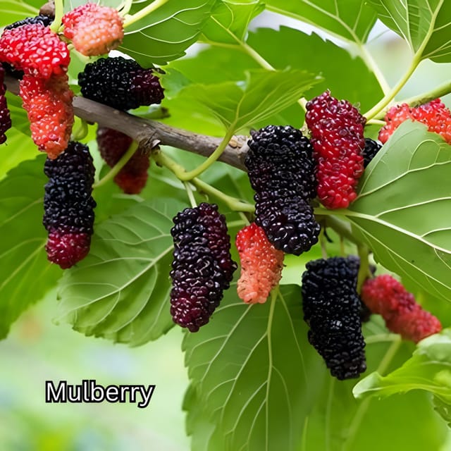Penang: Tropical Fruit Farm Ticket - What the ticket includes during your 1-day visit