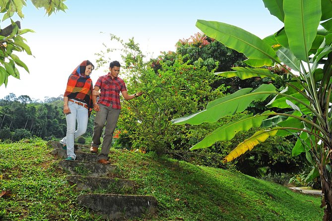 Penang Tropical Fruit Farm with Fruit Tasting - Should you book this Penang tropical fruit tasting?