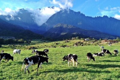 Private Desa Dairy Farm, Kinabalu National Park, Hot Spring & Canopy Walk Tour