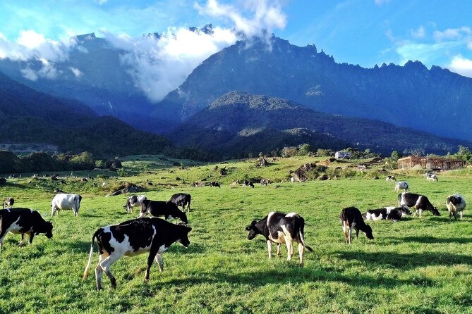 Private Desa Dairy Farm, Kinabalu National Park, Hot Spring & Canopy Walk Tour - Desa Dairy Farm: Cool Foothill Air and Scenic Cows