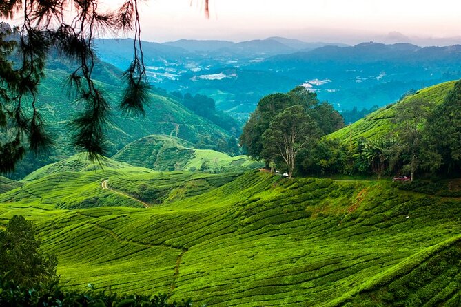 Private Full-Day Cameron Highlands Nature Tour from Kuala Lumpur - Tanah Rata and Brinchang drive passes: where the town feel peeks through
