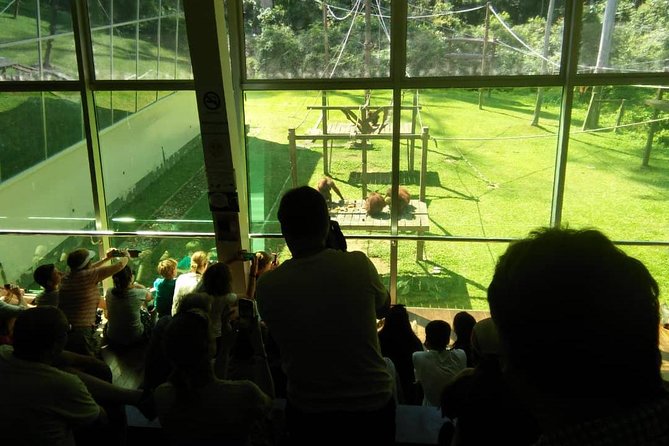 Private Full Day Sepilok Orang Utan, Bornean Sun Bear and Rainforest Discovery Center Tour - Sepilok Orangutan Rehabilitation Centre: What You Actually See