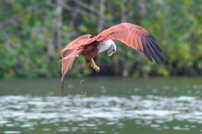 Private Langkawi Mangrove Forest Boat Tour Tg Rhu with Lunch - Why Tanjung Rhu and Kilim Mangroves fit together